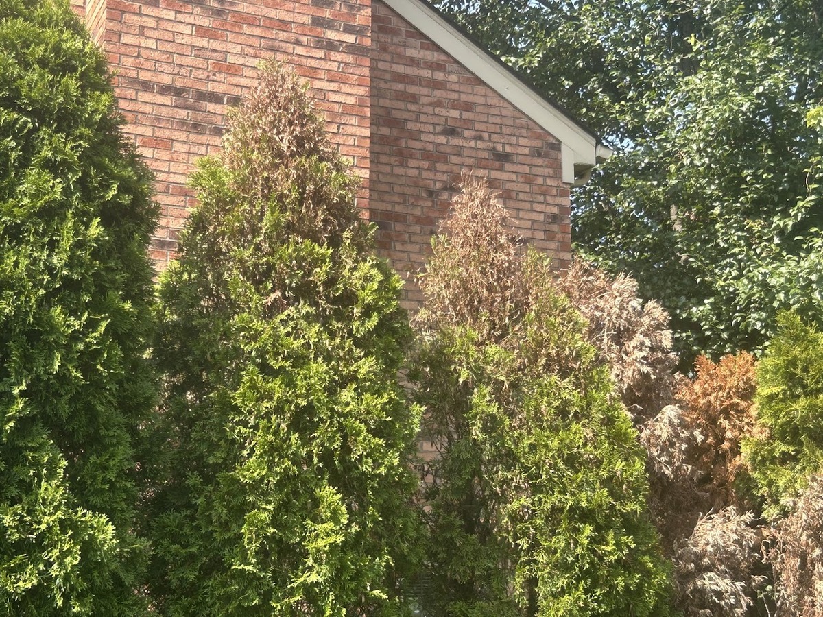 photo of bagworms on arborvitae